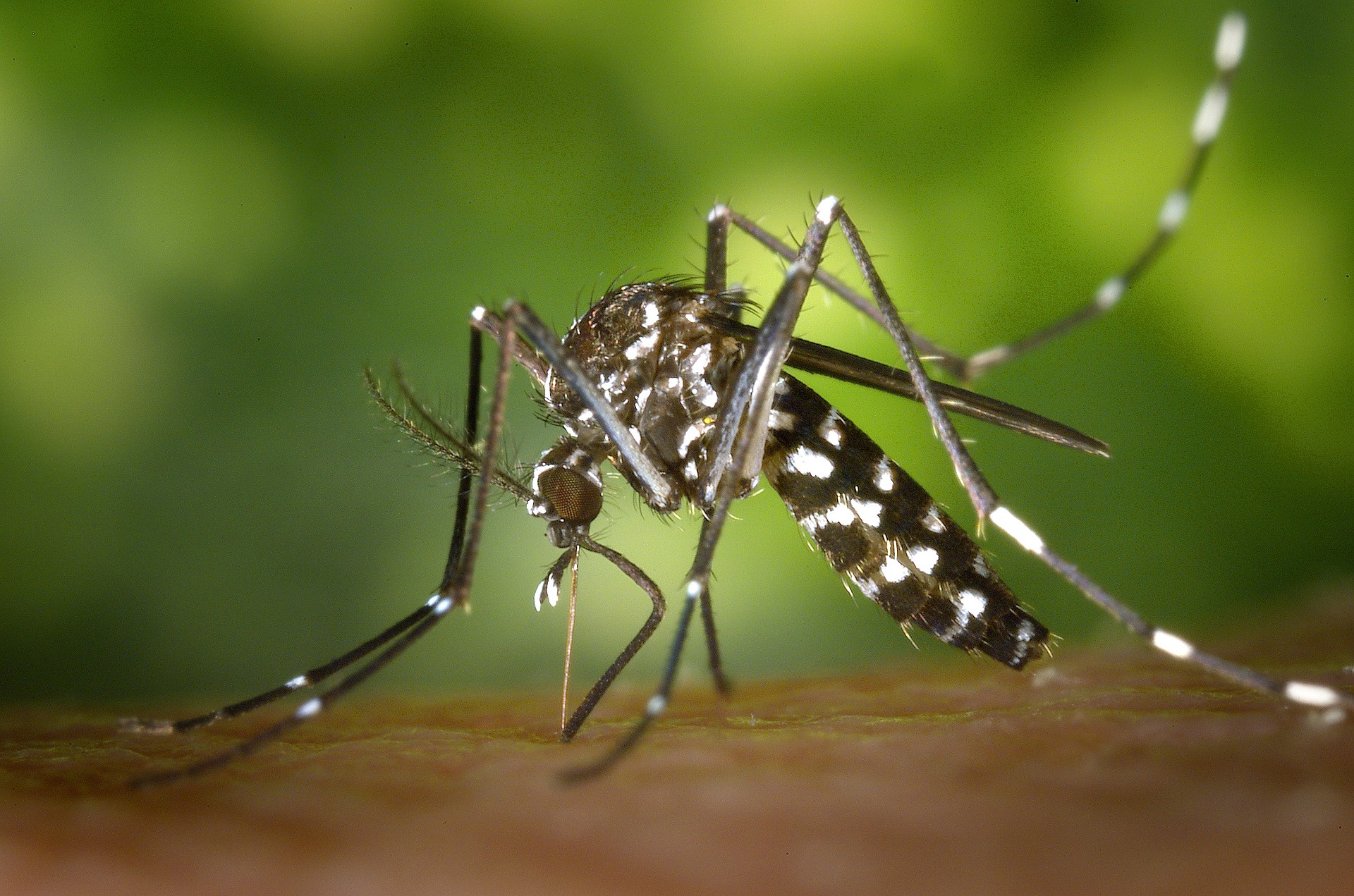 Bauru tem o maior registro de dengue do Estado. Fique atento aos sintomas!